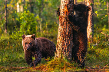 brown bear cub © Artem