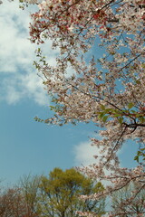 봄날 만개한 벚꽃과 맑은 하늘 – Full Bloom Cherry Blossoms under Clear Spring Sky in Korea 매화 벚꽃 왕벚꽃 봄
