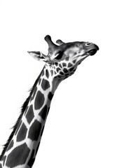 Obraz premium Striking monochrome image of a giraffe's head and neck against a plain background, black and white, black, tall