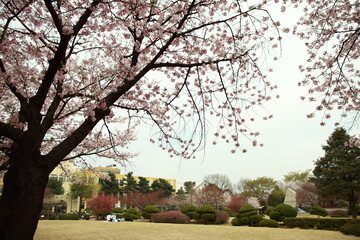 봄날 만개한 벚꽃과 맑은 하늘 – Full Bloom Cherry Blossoms under Clear Spring Sky in Korea 매화 벚꽃 왕벚꽃 봄