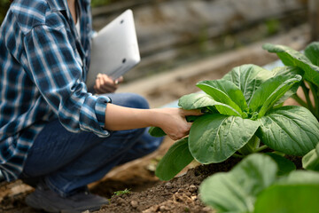 Close up of farmer holding laptop evaluating leafy vegetable in a greenhouse © Prathankarnpap