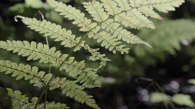 4K macro footage of a fern during golden hour with sunlight streaming through its underside