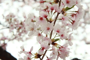 봄날 만개한 벚꽃과 맑은 하늘 – Full Bloom Cherry Blossoms under Clear Spring Sky in Korea 매화 벚꽃 왕벚꽃 봄