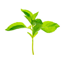 Freshly cut basil leaves, shown in close-up on transparent PNG, perfect for adding a touch of greenery to food visuals.