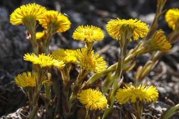 Huflattich, Tussilago farfara