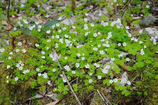 Wald-Sauerklee,  Hain-Sauerklee,  Oxalis acetosella