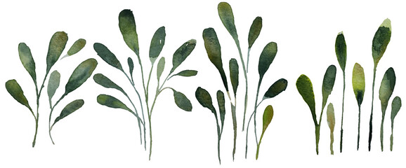 Set of watercolor collection design elements leaves, green branches, botanical illustration isolated on transparent background	