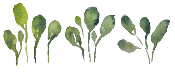 Set of watercolor collection design elements leaves, green branches, botanical illustration isolated on transparent background	