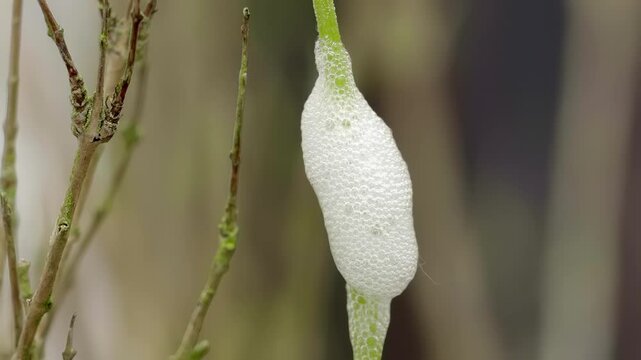 Cuckoo spit on a plant stem Stock footage