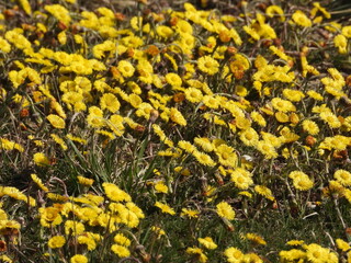 Huflattich, Tussilago farfara