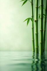 Serene Bamboo Shoots Rising From Still Water, Reflecting Tranquility and Natural Beauty