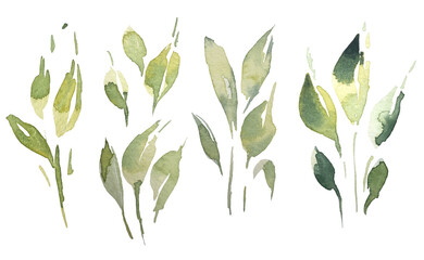 Set of watercolor collection design elements leaves, green branches, botanical illustration isolated on transparent background	