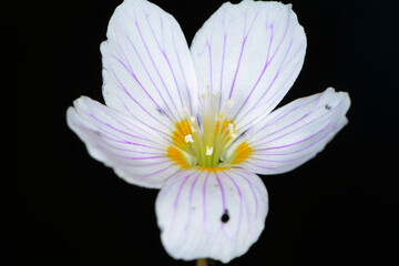 Wald-Sauerklee,  Hain-Sauerklee,  Oxalis acetosella