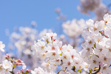 Obraz premium (自然ｰ花)さくらと青空６