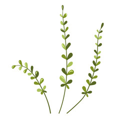 Botanical illustration of green herbal plants with delicate leaves, isolated on a white background. Vector botanical elements of Green branches is perfect for nature-themed designs, eco-friendly