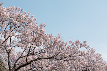 (自然ｰ花)さくらと青空１０