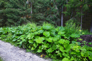 Pestwurz, Gewöhnliche, Petasites hybridus