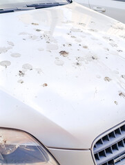 Bird droppings on the car body