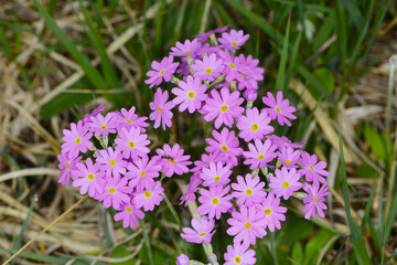 Primel, Mehl, Primula farinosa