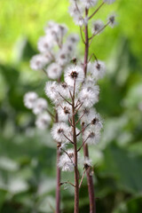 Pestwurz, Gewöhnliche, Petasites hybridus