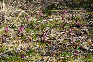 Pestwurz, Gewöhnliche, Petasites hybridus