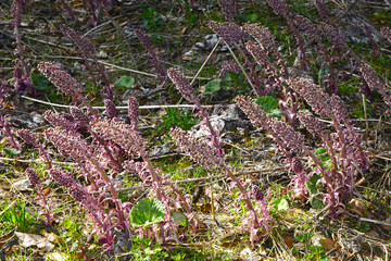 Pestwurz, Gewöhnliche, Petasites hybridus