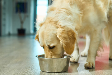 A golden retriever happily eats from a metal bowl placed on the floor of a modern home. The pet appears content and focused on its meal in a bright indoor setting.