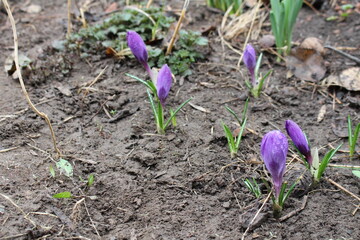 spring crocus flower