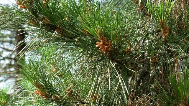 Coniferous pine tree branches with growing male pollen cones swaying in breeze close up