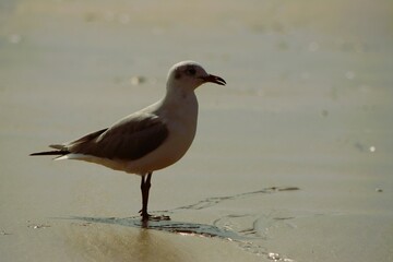 Fototapeta premium Seagull bird standing on the beach and eating something. 