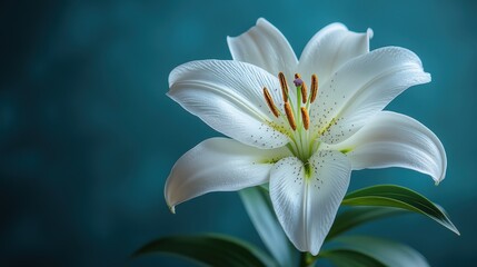 Striking white lily blooms against a deep blue backdrop. Vibrant yellow center and lush green leaves create a captivating contrast