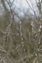 Willow twigs in early spring. Willow blossom as a symbol of spring and Easter