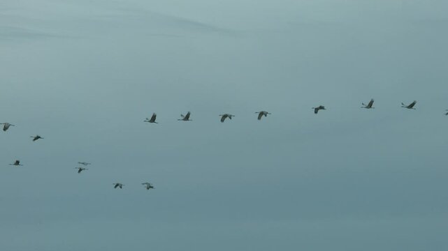 Sandhill Cranes Flying in formation