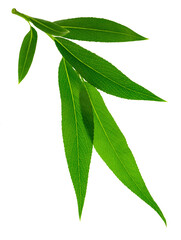 Green leaves fly with a gust of wind. Green leaves wave. Leaf falling. Vegan, eco, organic design element.on transparent, png