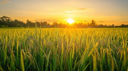 Golden Rice Field at Sunrise with Warm Light and Calm Atmosphere