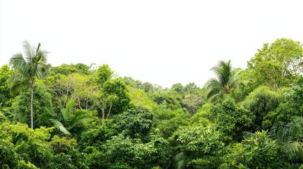 Obraz premium Lush Green Tropical Forest Canopy with Dense Foliage and Trees