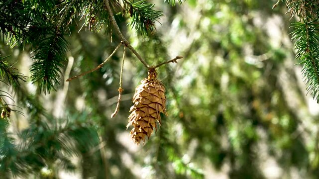 Textured Douglas fir conifer cone on lush branch with succulent green needles on sunny spring day in wild woodland