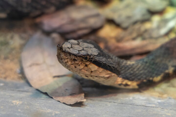 Close-Up of a Sharp-Nosed Viper (Deinagkistrodon acutus) Head, A snake