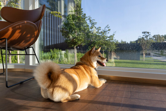 Shiba Inu dog lying in a sunny living room looking out the window