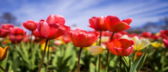 Rainbow Tulips, a journey through the petals.