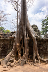 ta prohm temple cambodia