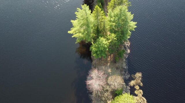 drone aerial footage of canadian wild forest in algonquin park
