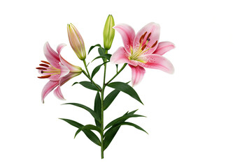 Obraz premium Pink lily isolated on white background