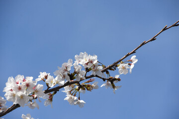 青空に桜