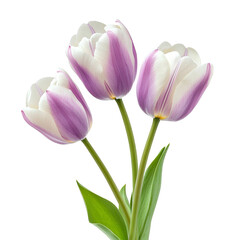 Naklejka premium Beautiful color tulip isolated on white