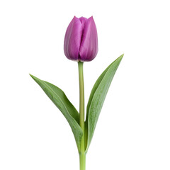 Fototapeta premium Beautiful color tulip isolated on white