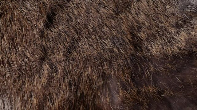 Man hand softly touching Red Brown Animal Wildlife fur hair textured Concept Background.