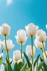 white tulips on blue background