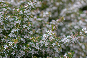 Philotheca myoporoides or long-leaf wax flower plant blooming branches
