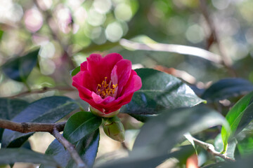 Camellia red semi-double flower with yellow stamens.